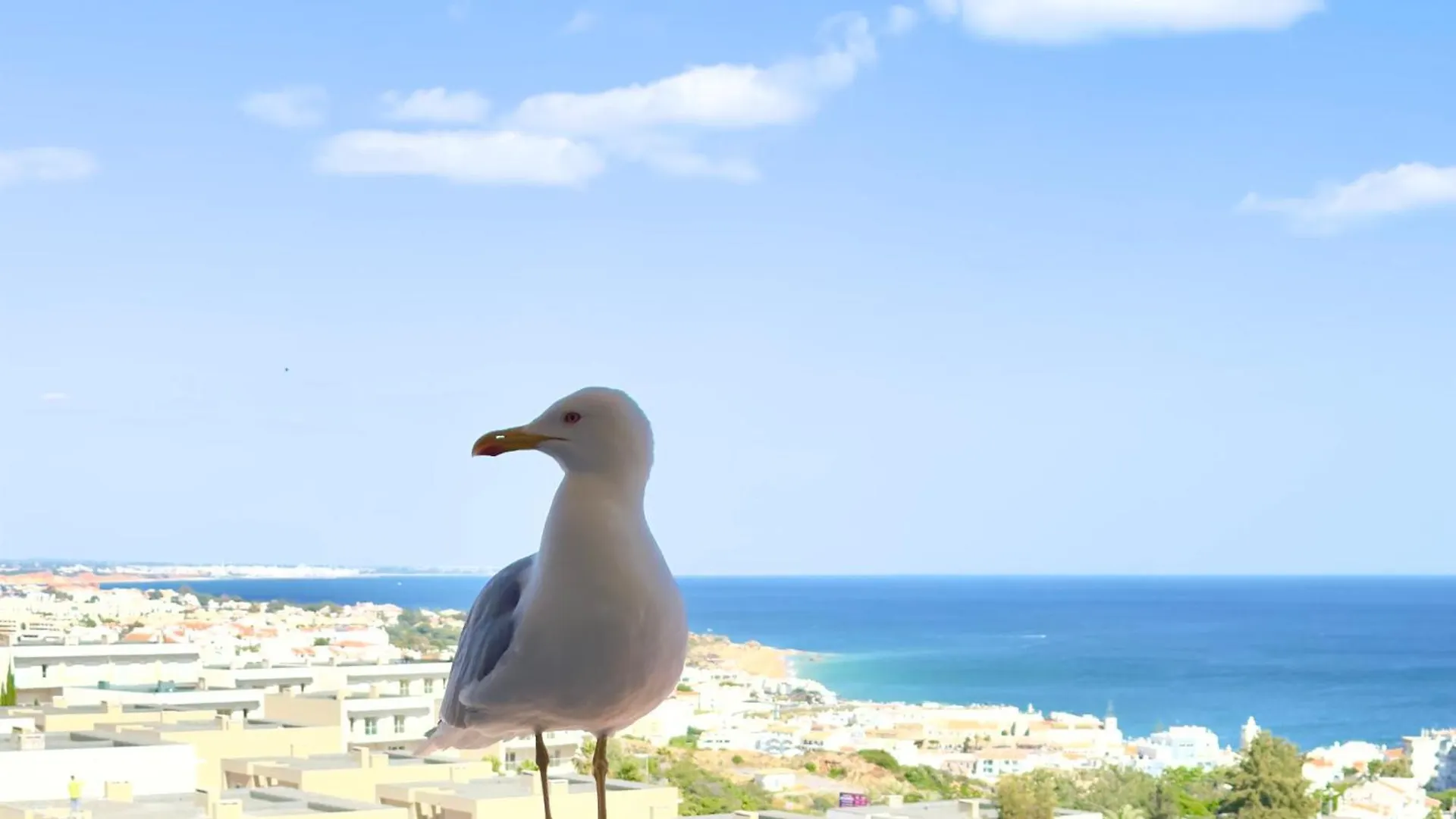 Apartment Les 3 Dauphins In Albufeira